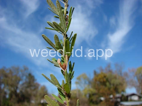 lespedeza, sericea